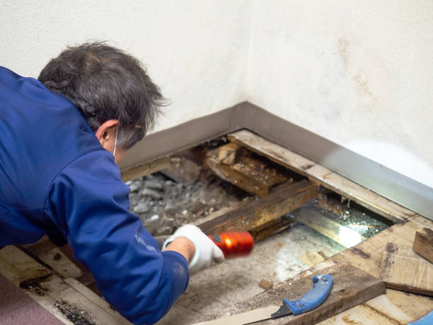 Best Attic Mold Removal  in West Burlington, IA