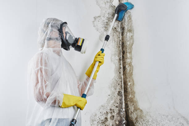 Best Certified Mold Removal  in West Burlington, IA