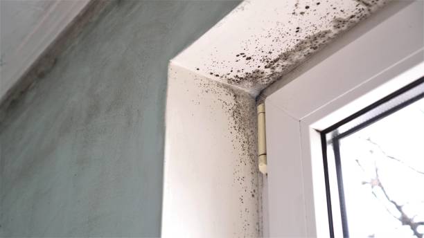Best Office Mold Removal Services  in West Burlington, IA