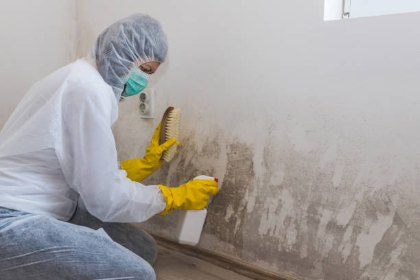 Best Affordable Mold Removal  in West Burlington, IA