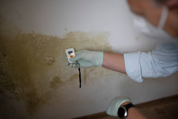 Mold Removal Process in West Burlington, IA