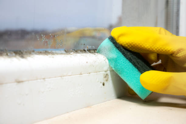 Best Same-Day Mold Removal  in West Burlington, IA