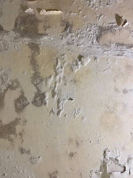 Best Home Mold Removal  in West Burlington, IA