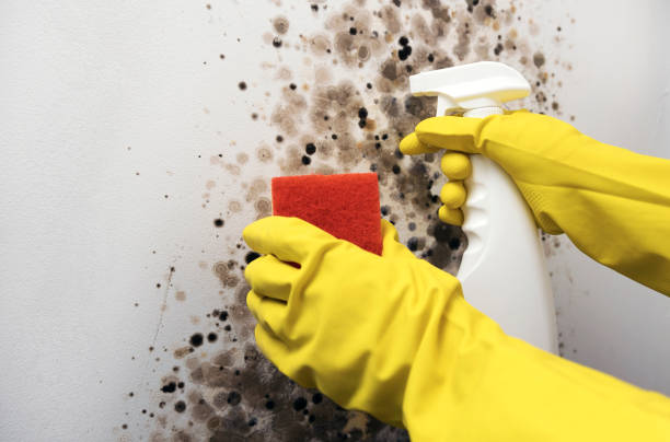 Best Emergency Mold Removal  in West Burlington, IA