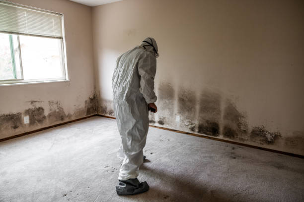 Mold Removal and Inspection in West Burlington, IA