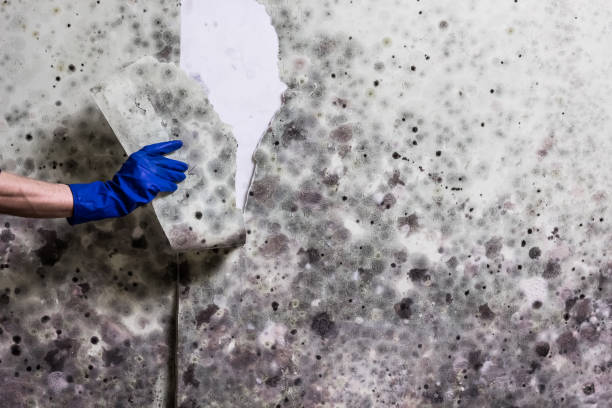 Best Mold Removal Process  in West Burlington, IA
