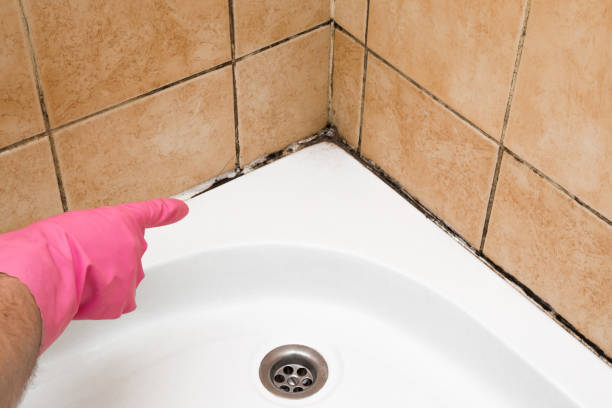 Best Toxic Mold Removal  in West Burlington, IA