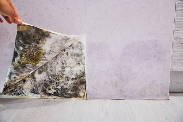 Best Commercial Mold Removal  in West Burlington, IA
